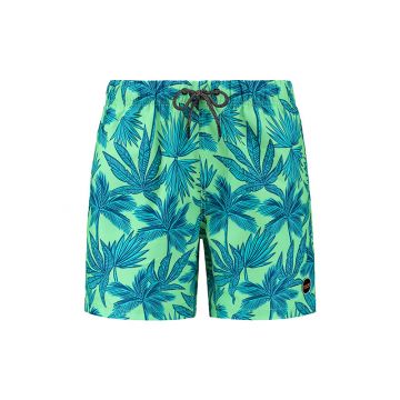 SHIWI Heren Zwemshort Palm Leaves